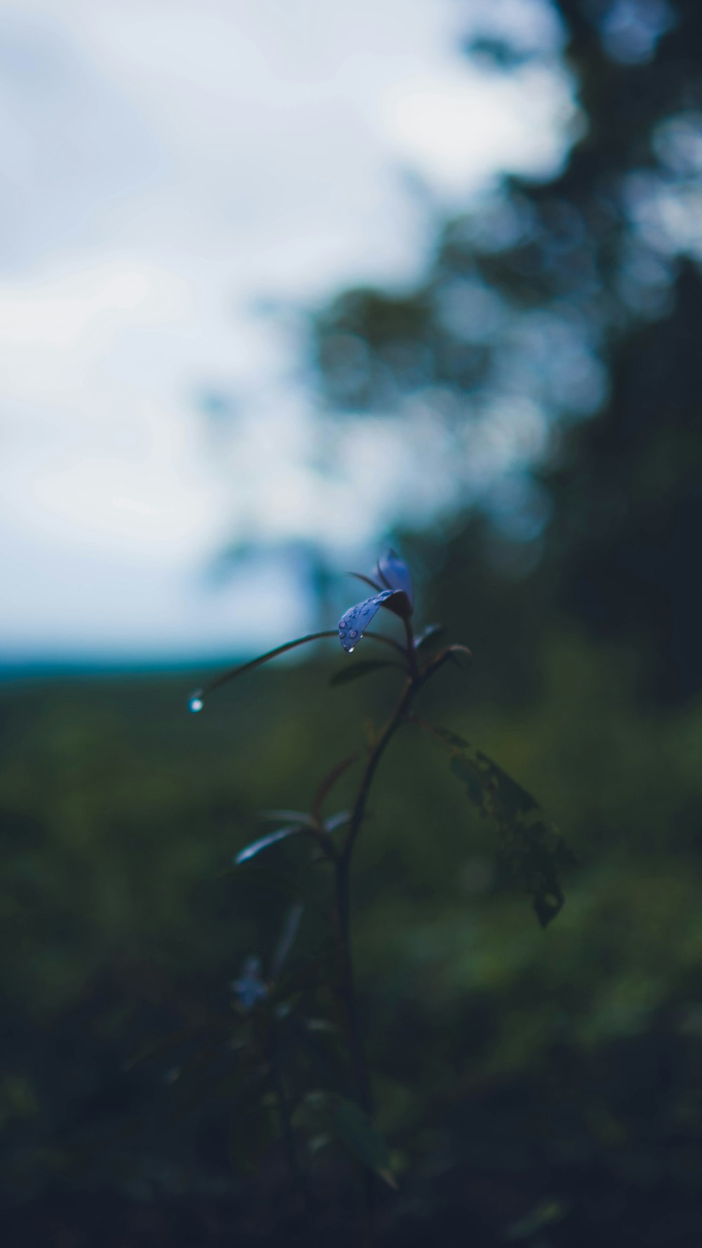 a small blue flower in the middle of a field