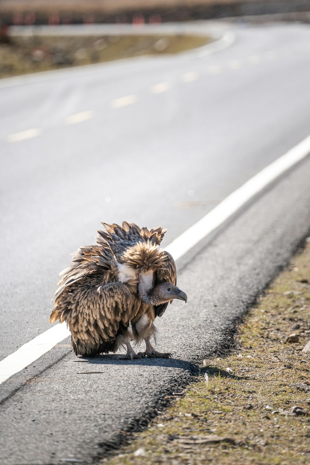 a bird that is standing on the side of a road