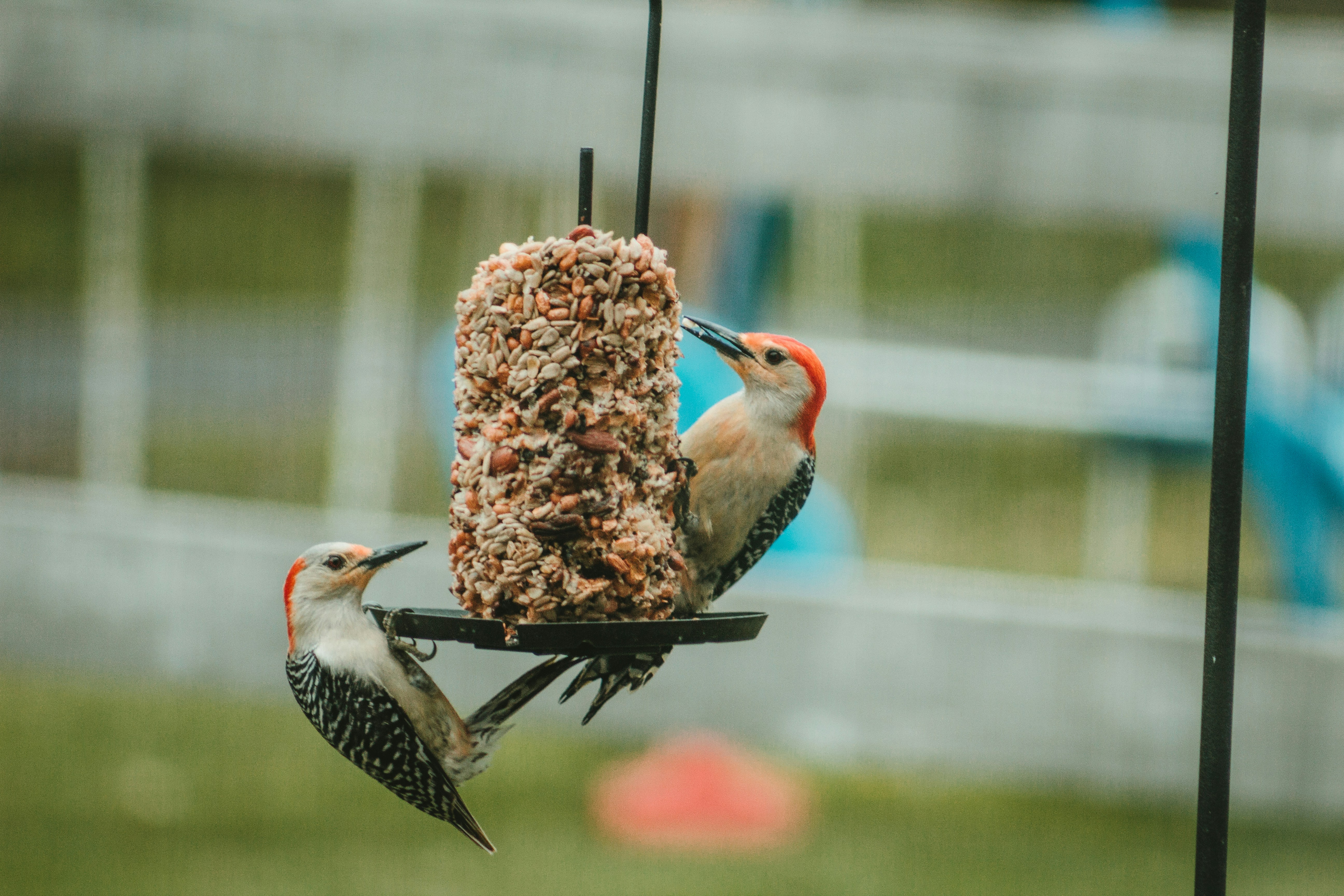 鳥の餌箱にいる鳥のカップル