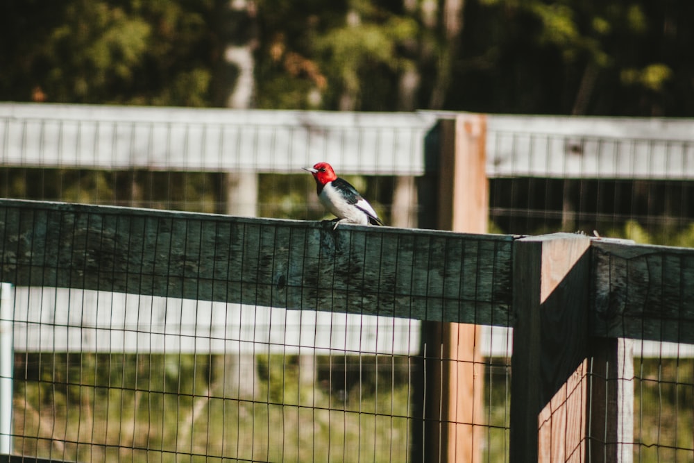 a bird sitting on top of a wooden fence