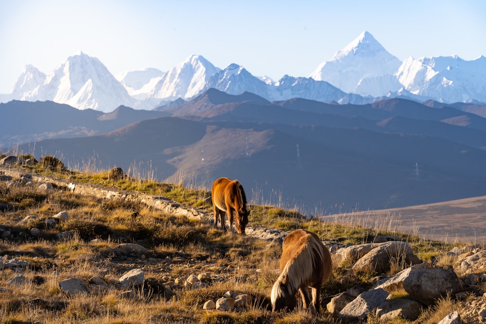 a cow grazing in a field with a mountain in the background