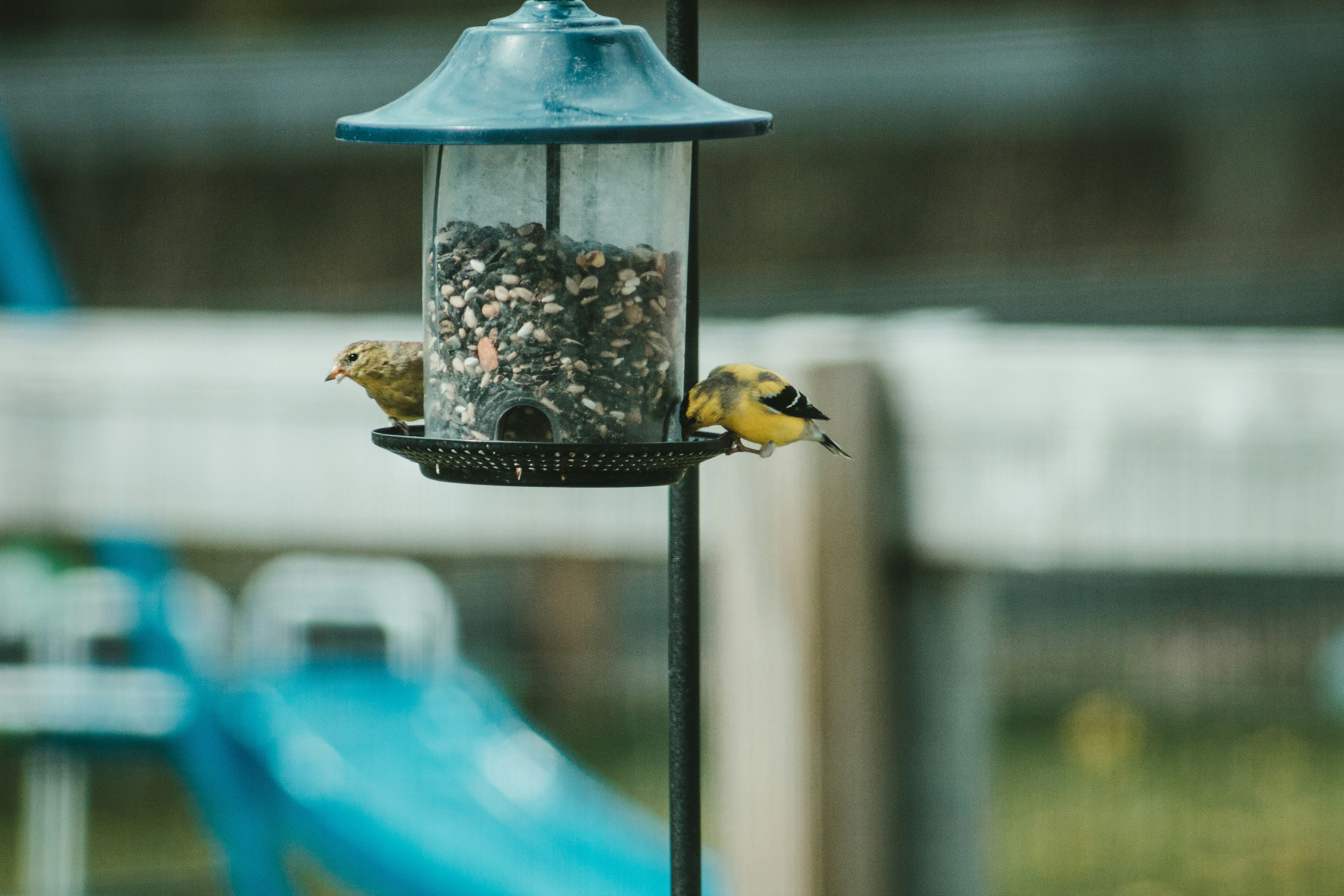 How to Build a DIY Bird Nesting Box for American Goldfinches