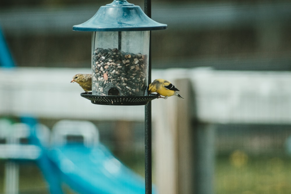 a bird feeder with two birds on it