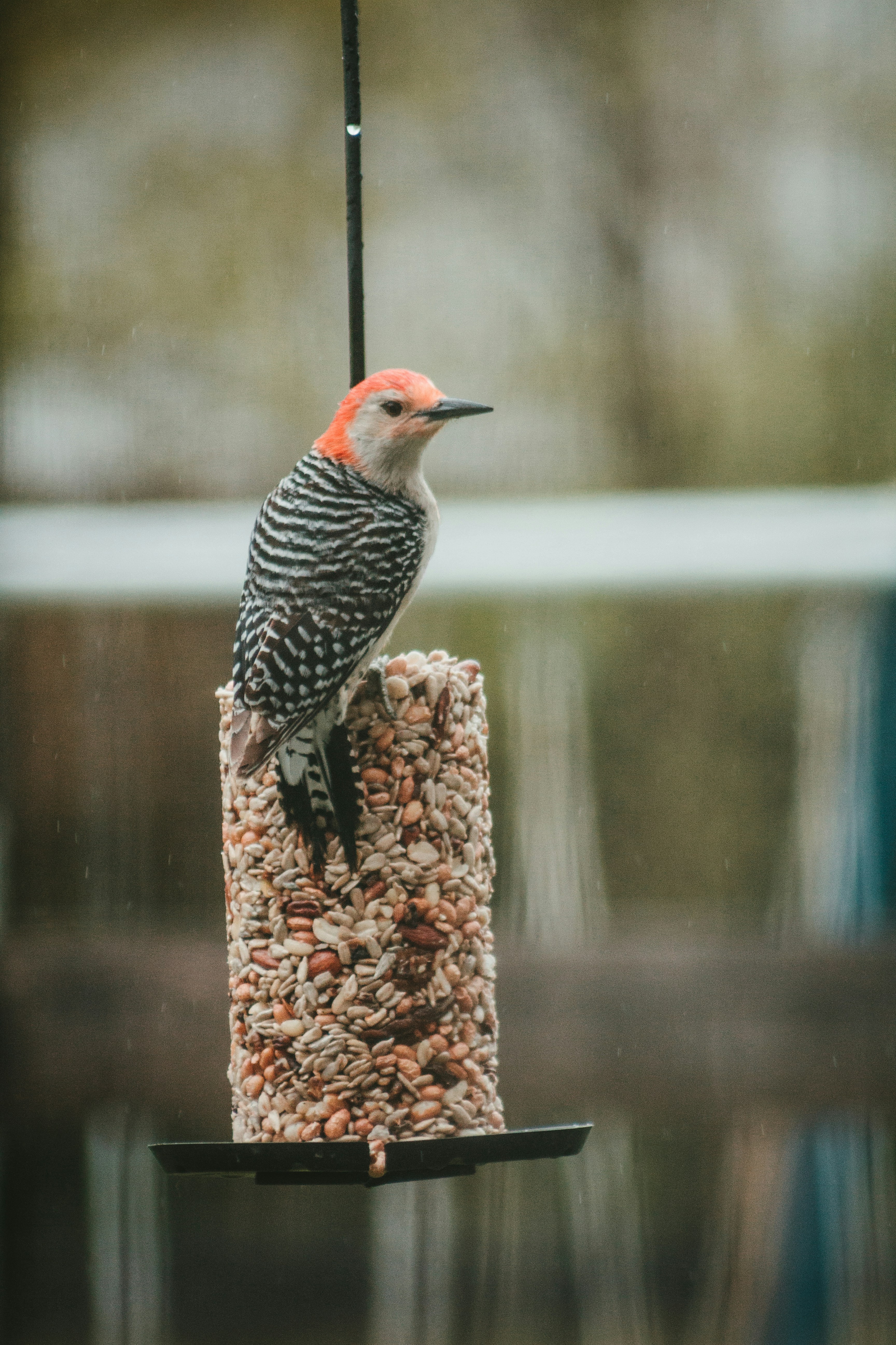 鳥が鳥の餌箱にとまっています