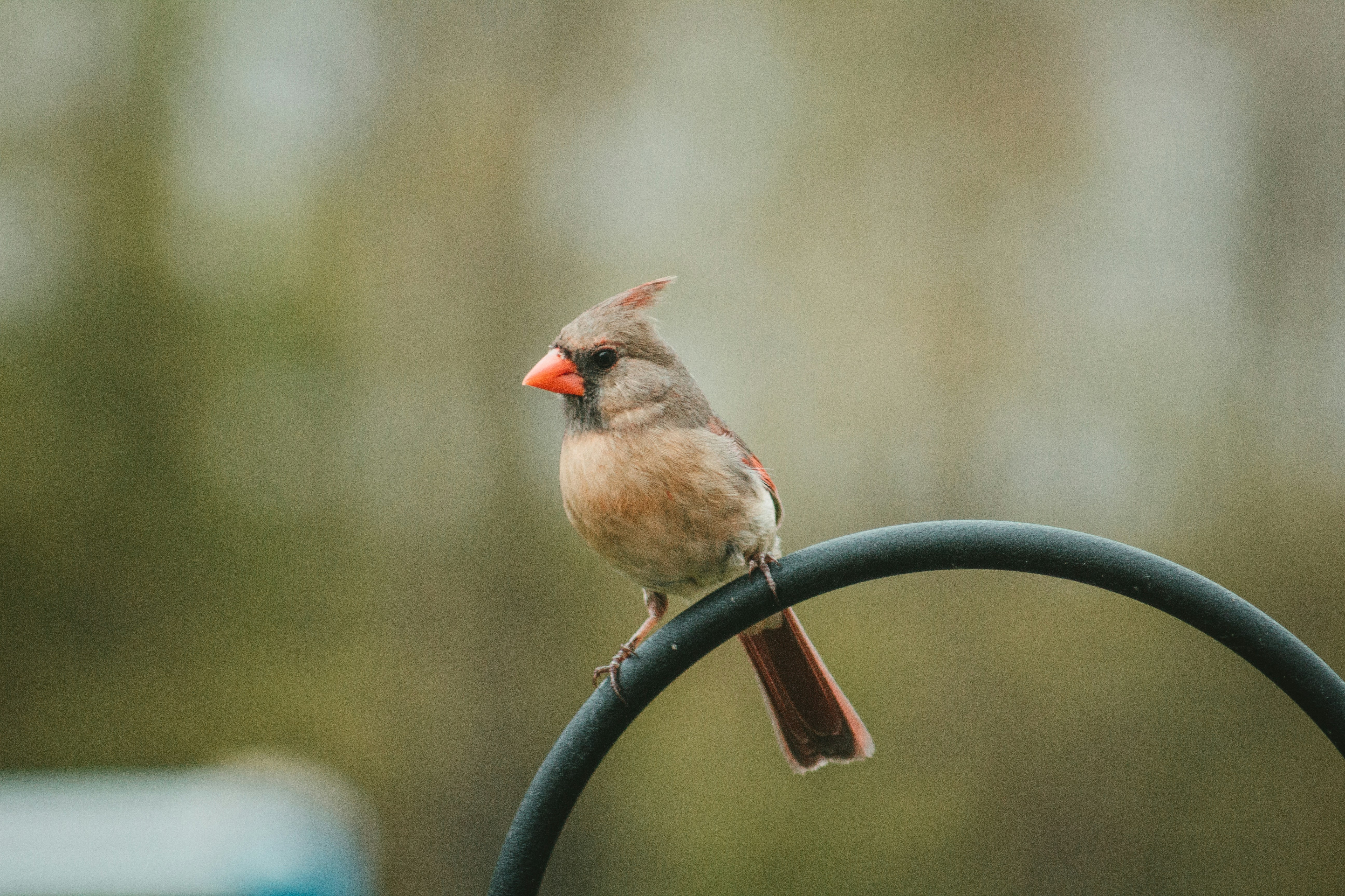 Photo by fosterious