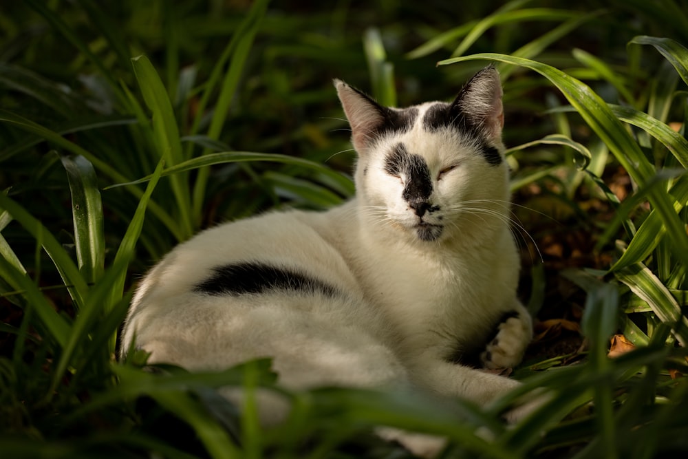 a black and white cat is sleeping in the grass