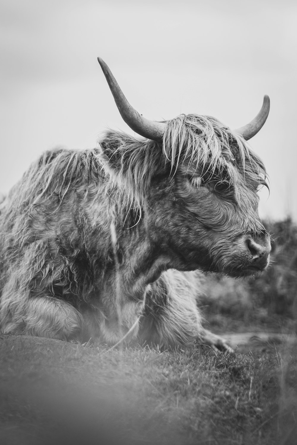 a long haired cow laying down in a field