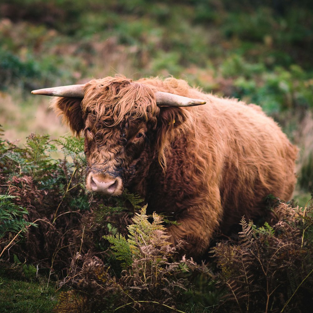 a brown cow with long horns standing in a field