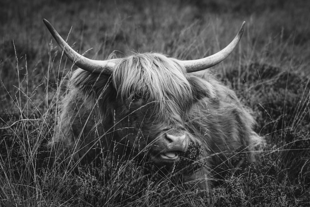 a black and white photo of a yak in a field