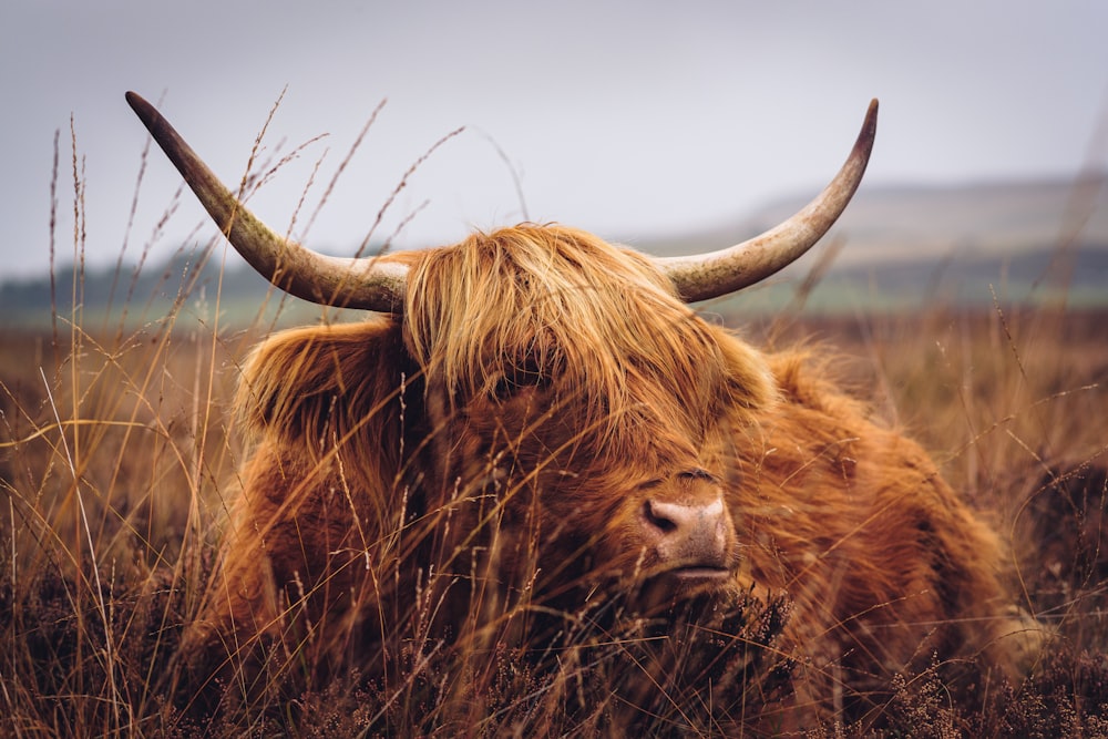 a brown cow with long horns standing in a field