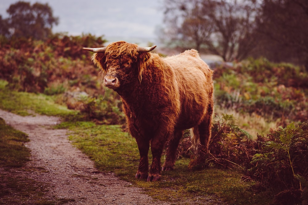 a brown cow standing on top of a lush green field