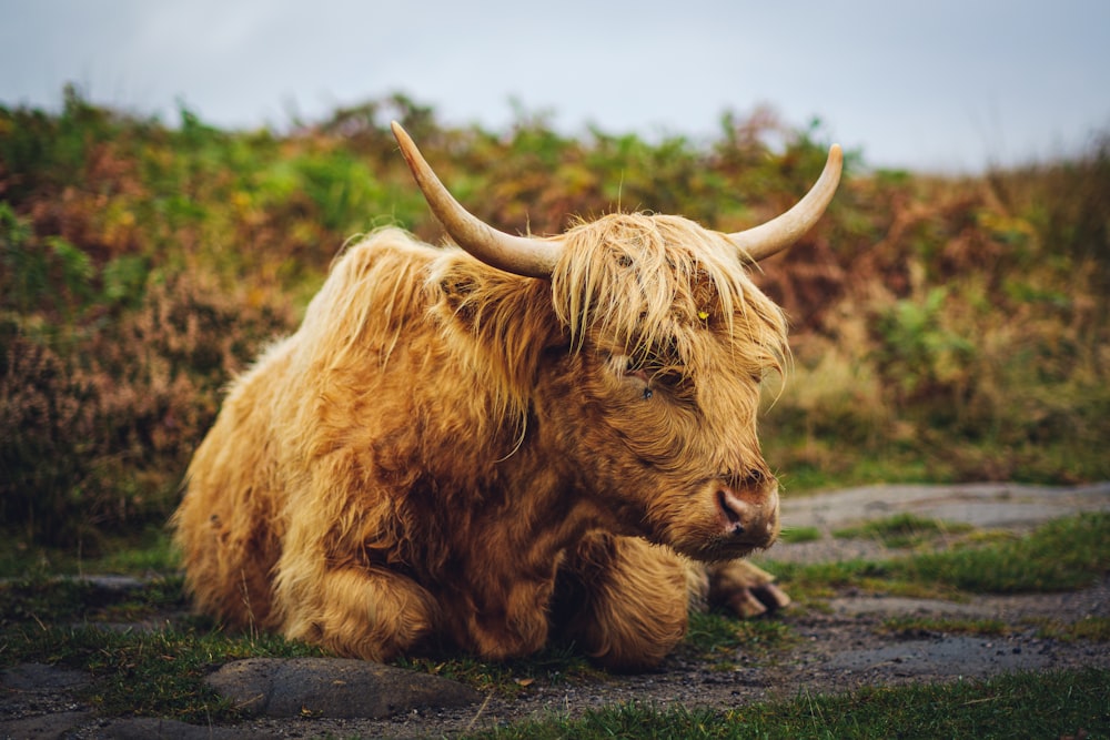 a long haired cow sitting on top of a lush green field