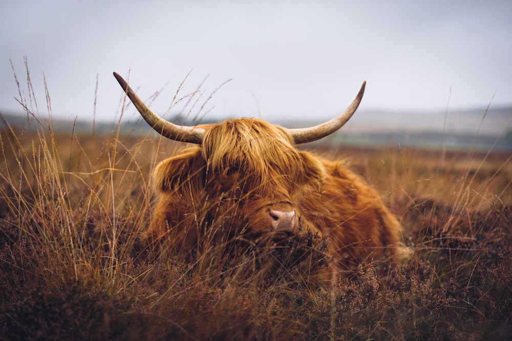 una mucca marrone con lunghe corna in piedi in un campo