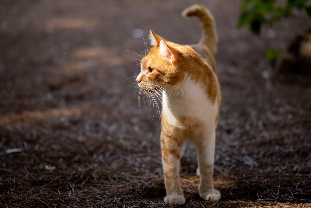 an orange and white cat walking across a field