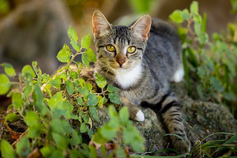 a cat sitting on top of a rock in the grass