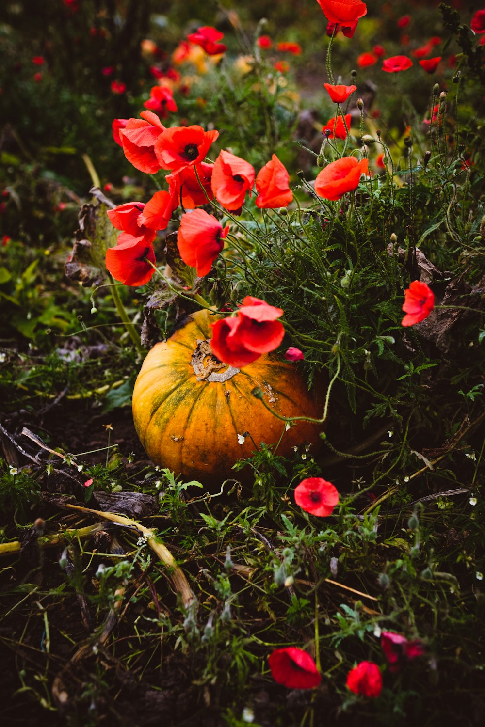 a pumpkin sitting in a field of red flowers