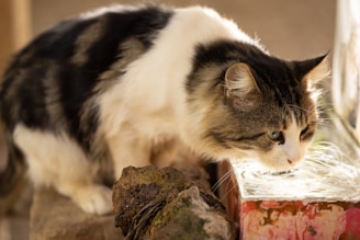 como-fazer-gato-beber-agua
