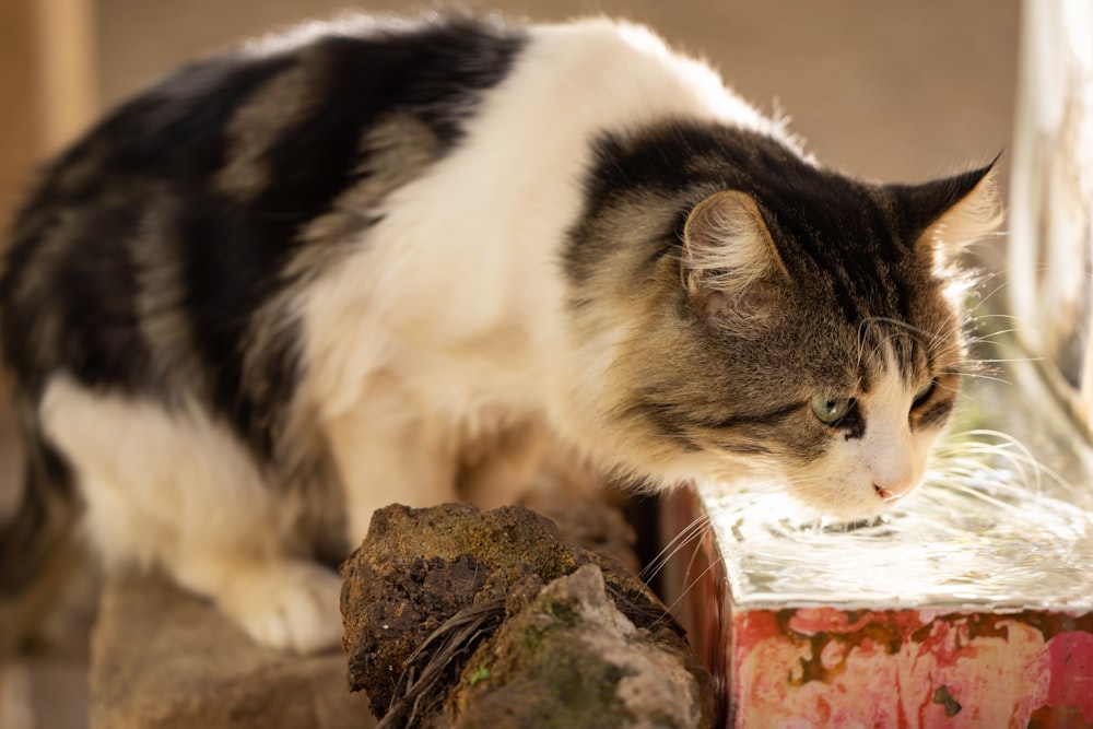 um gato que está de pé em algumas rochas