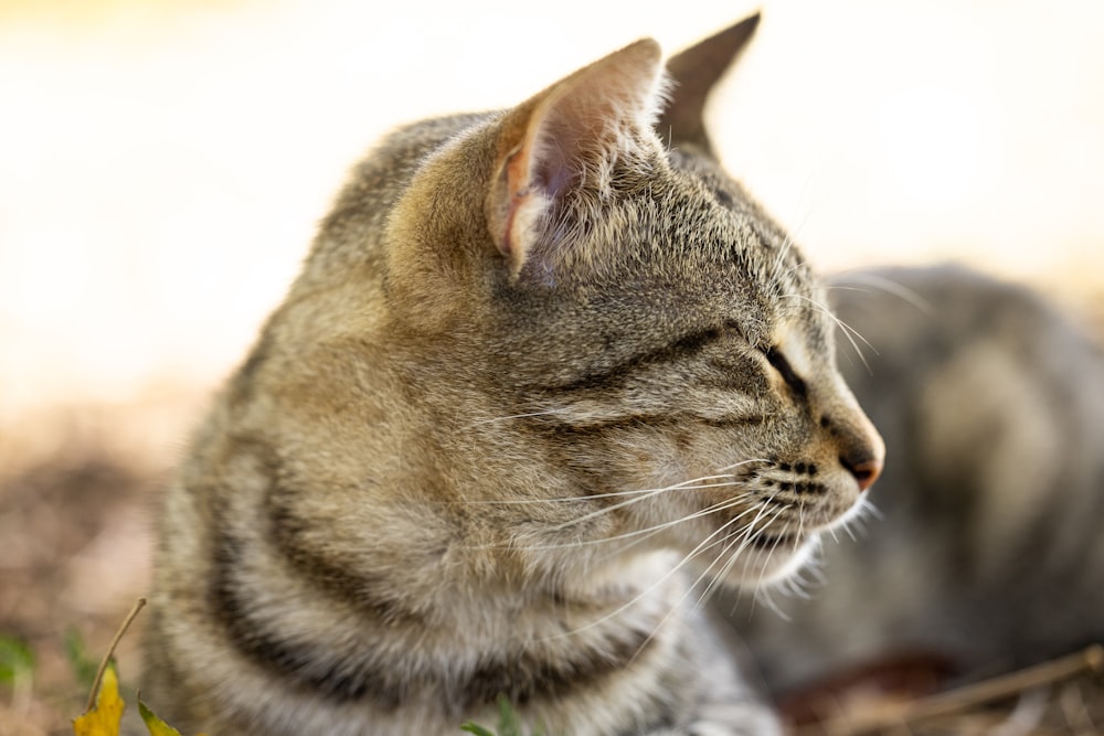 a close up of a cat laying on the ground