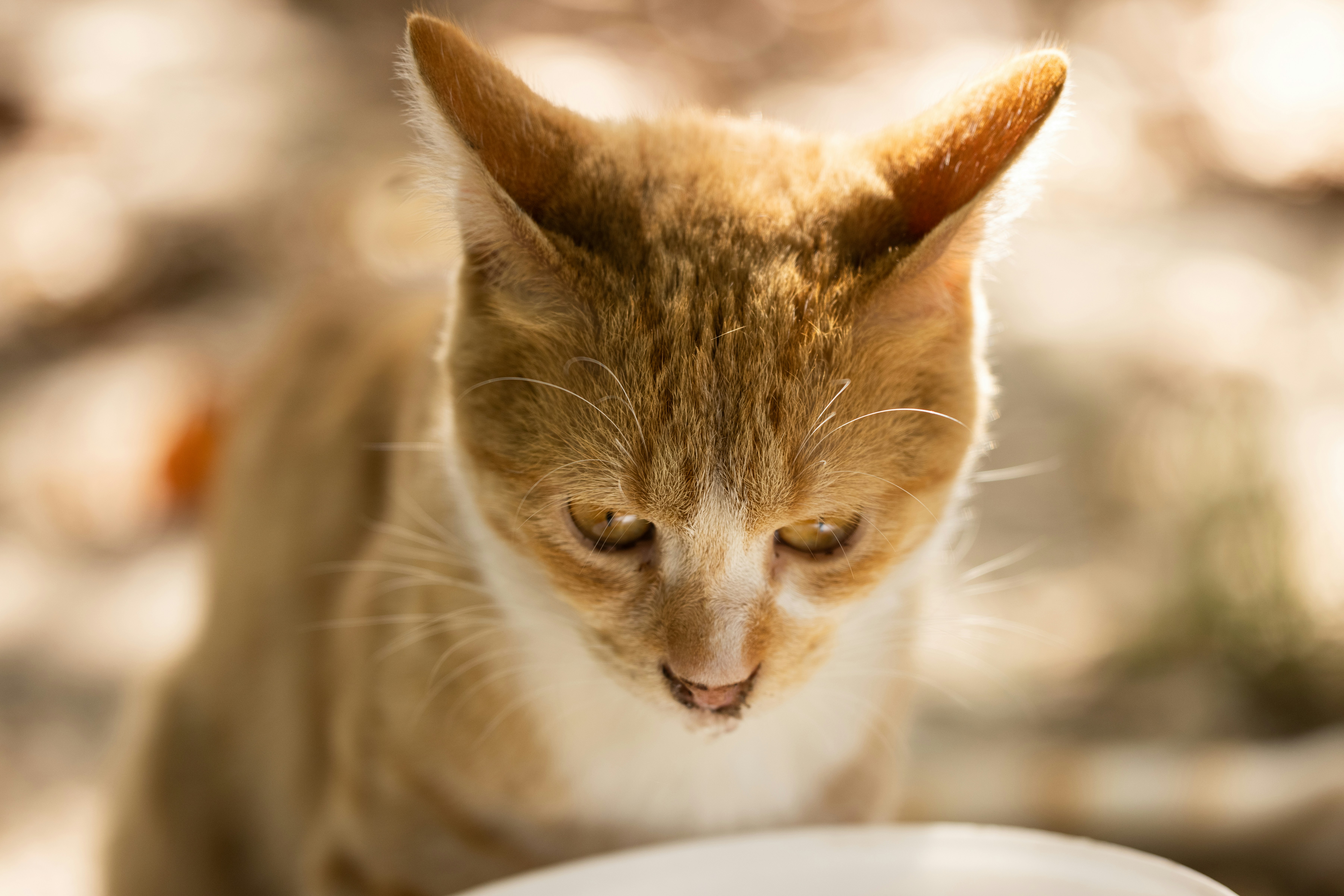 5 Cat Care for Beginners Feeding Mistakes to Avoid