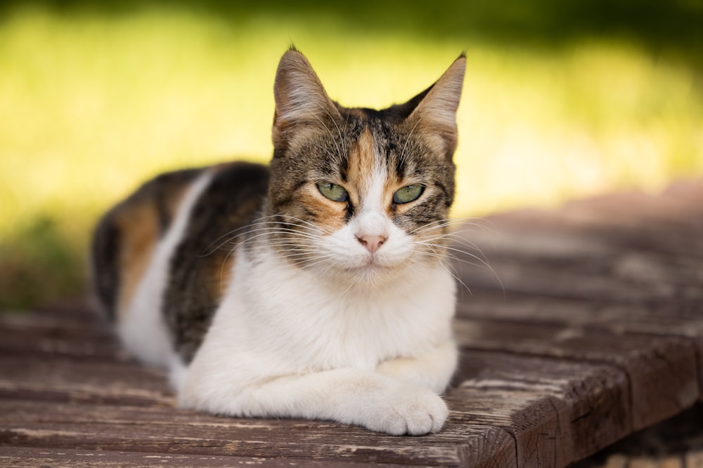 a calico cat sitting on a wooden bench