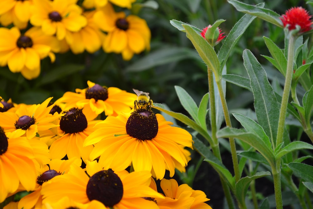 a bunch of yellow and red flowers in a garden