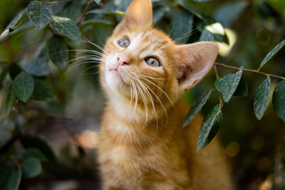 a small orange kitten looking up into the air