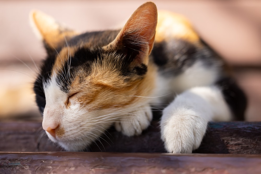 a calico cat sleeping on top of a wooden bench