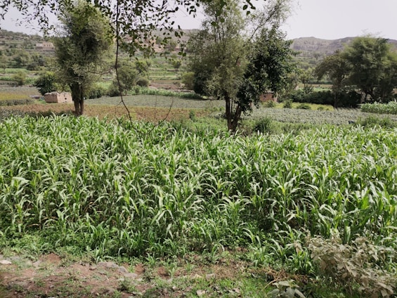 A green plot of land with clear skies and distant hills in a rural area.