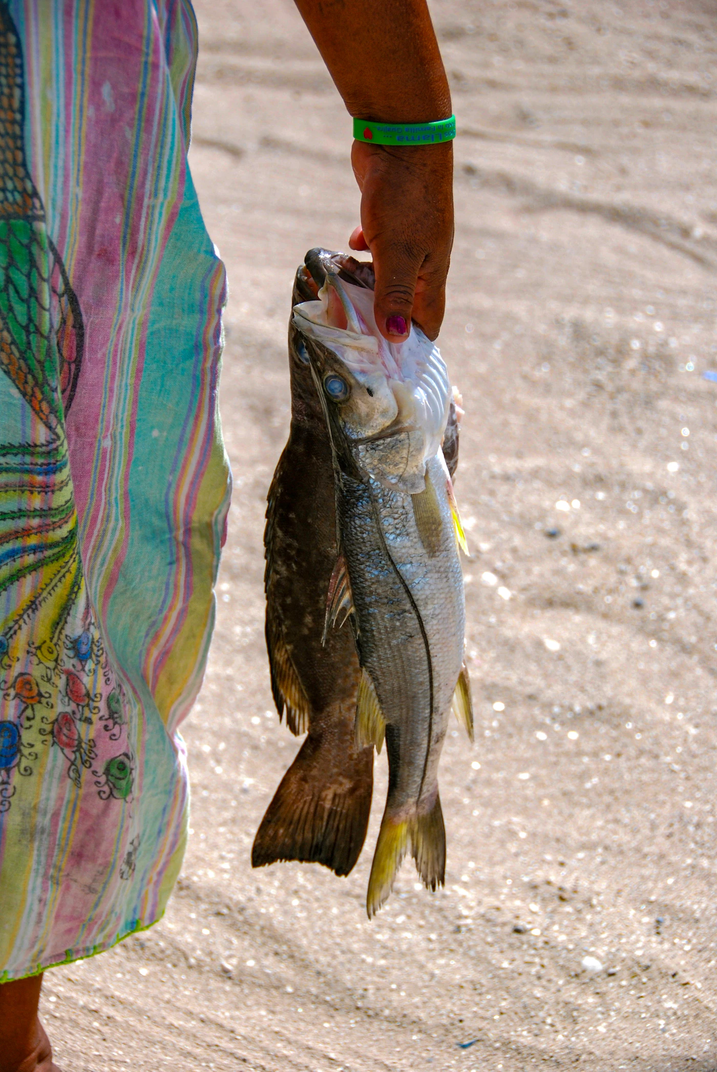 Pescador wayúu sostiene pescado fresco del Caribe en La Guajira, Colombia
