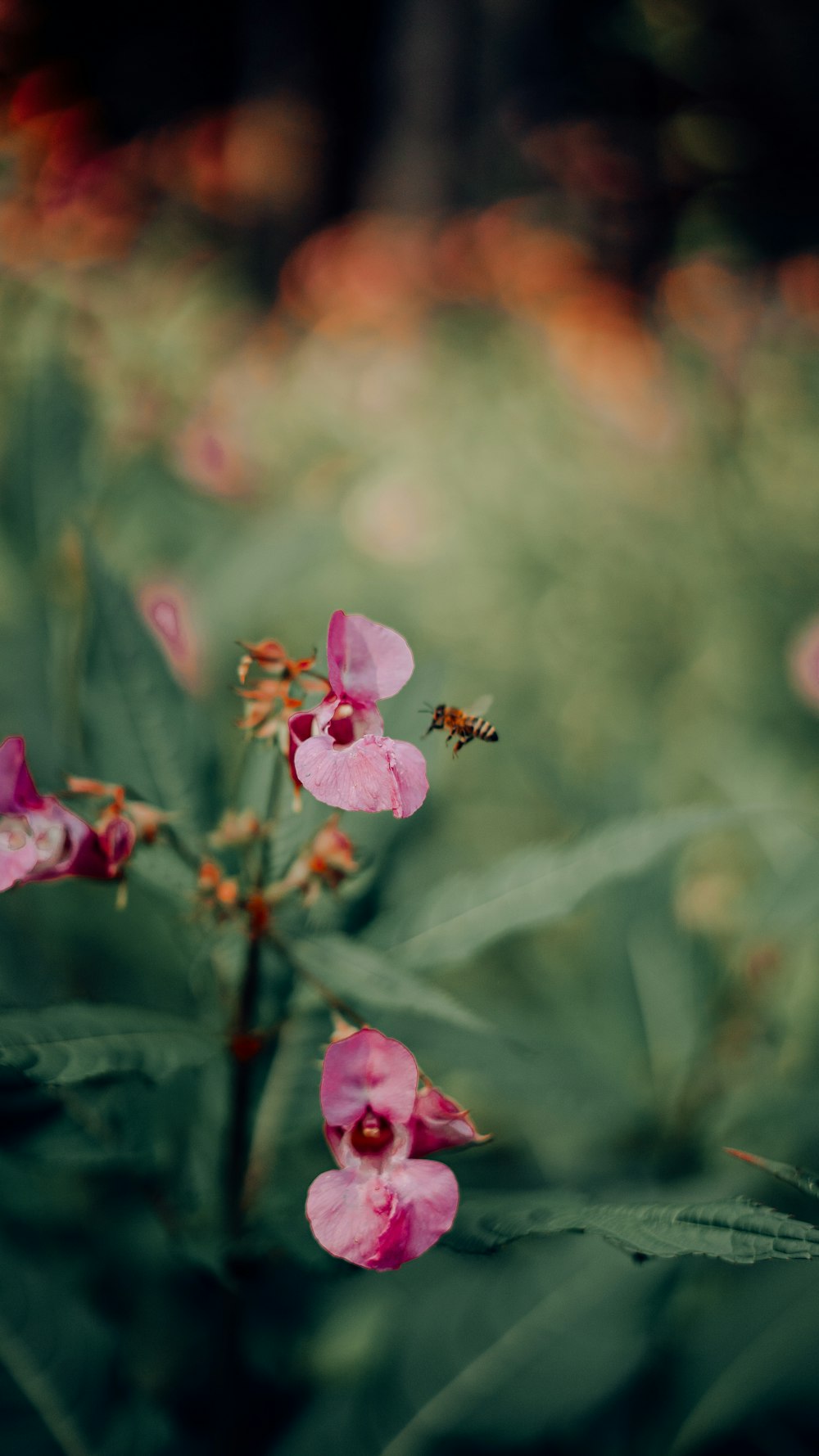 a pink flower with a bee on it