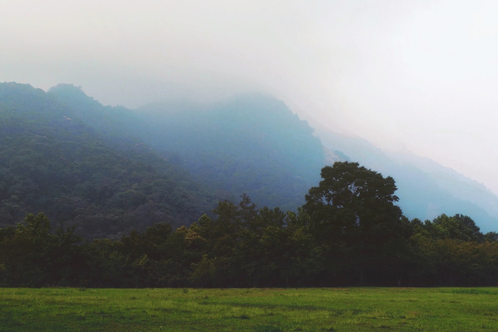 a horse grazing in a field with mountains in the background