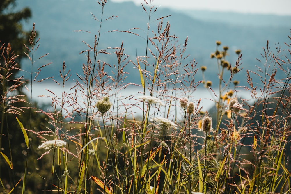 a field of tall grass with mountains in the background