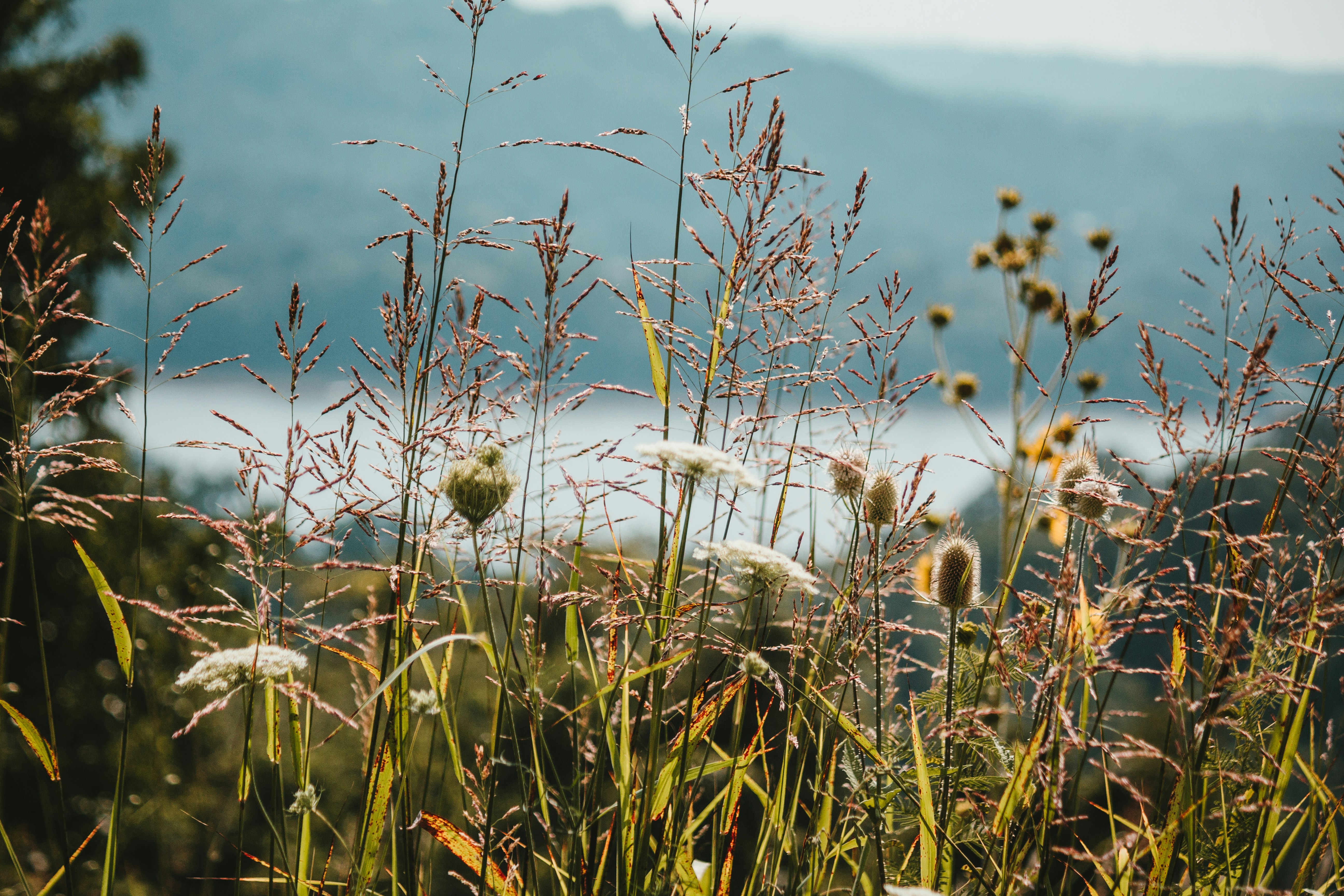 Range of wildflowers in Appalachia.