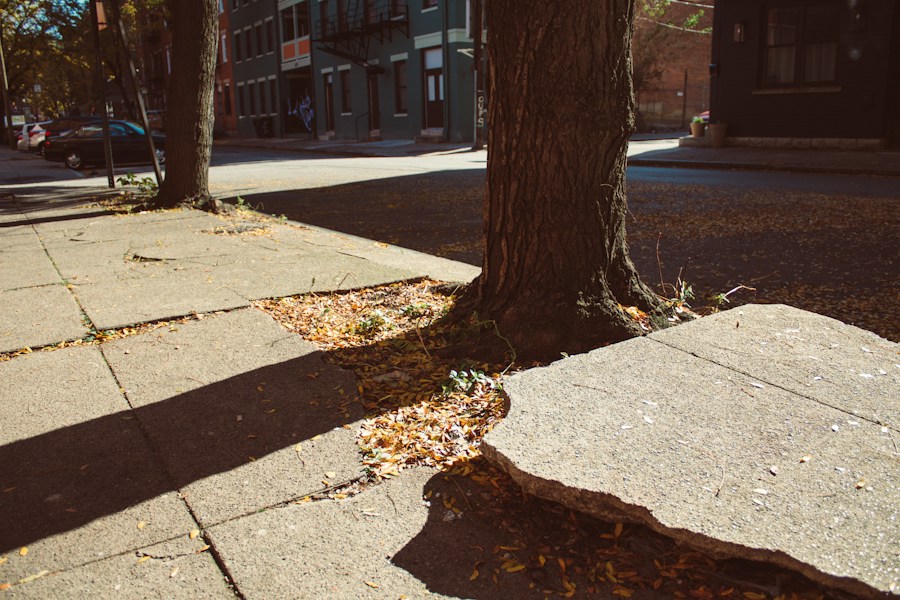 Tree sidewalk city