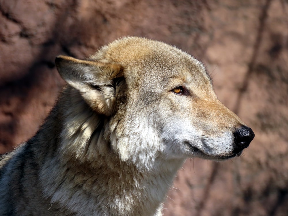 a close up of a wolf's face with a rock in the background