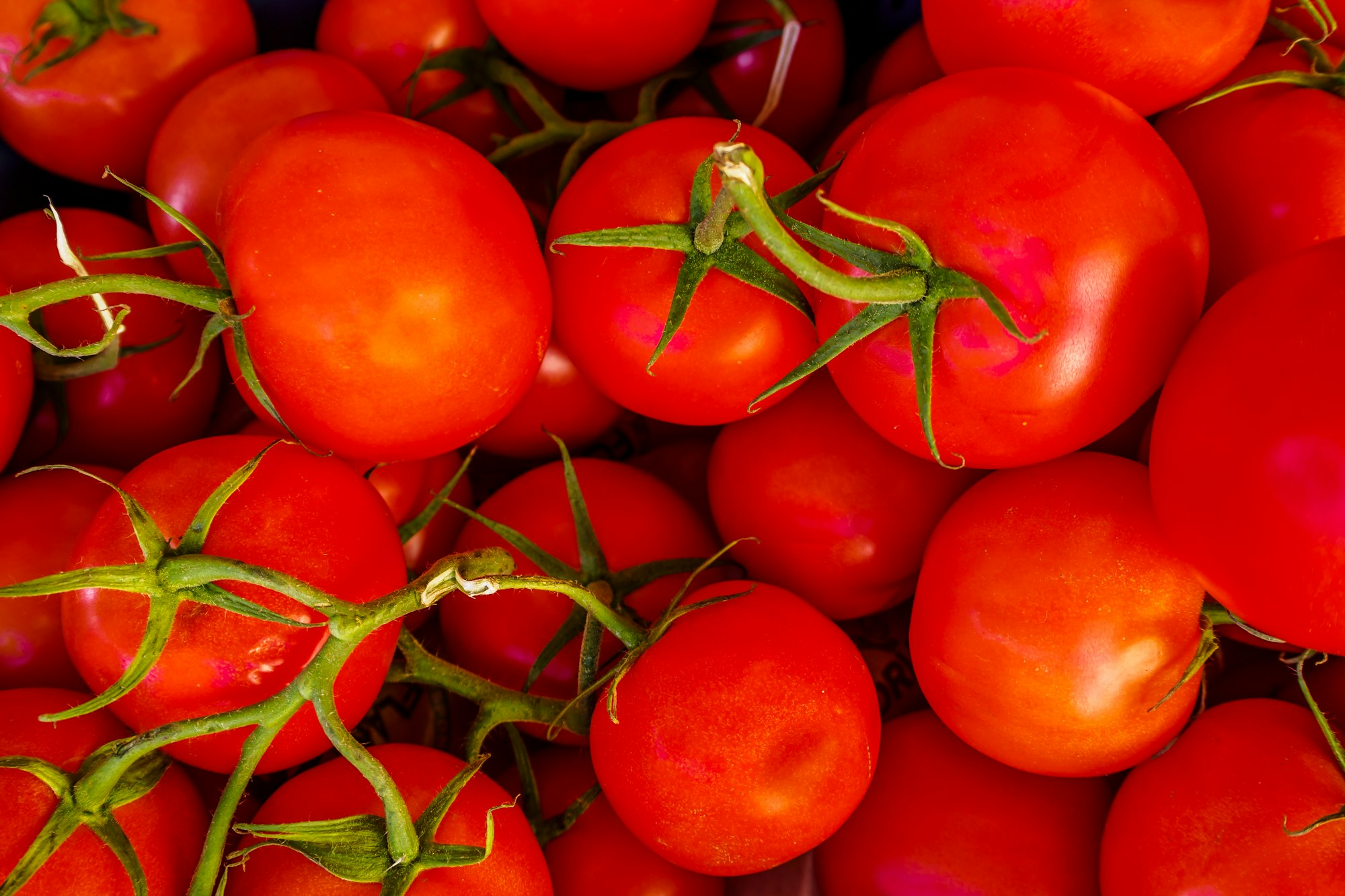 Como Cultivar Tomates Orgânicos em Espaços Pequenos