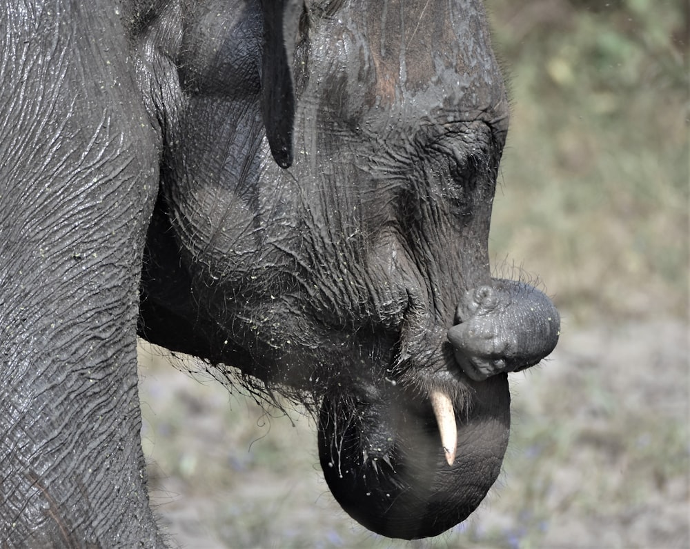 a close up of an elephant's face with it's tusks