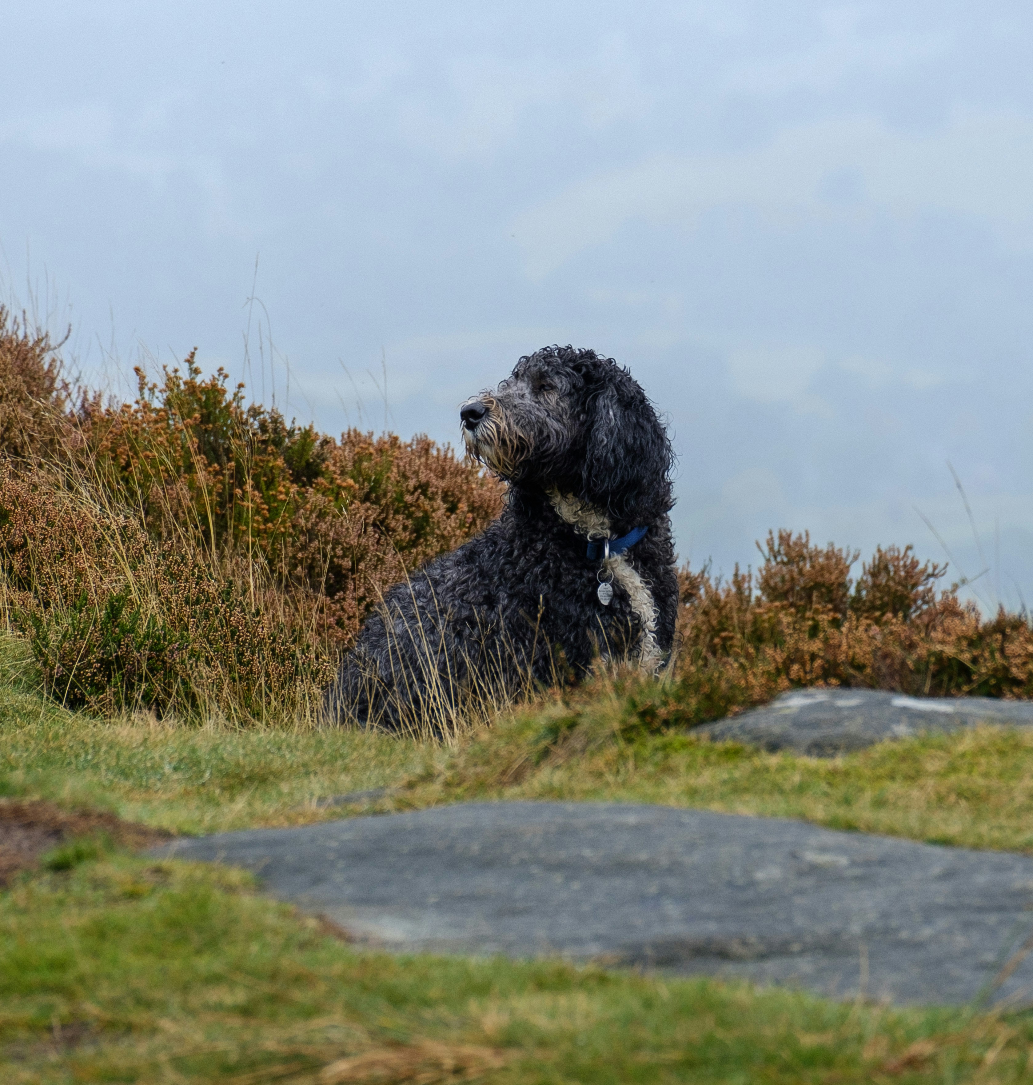 a black dog sitting on top of a grass covered hillside