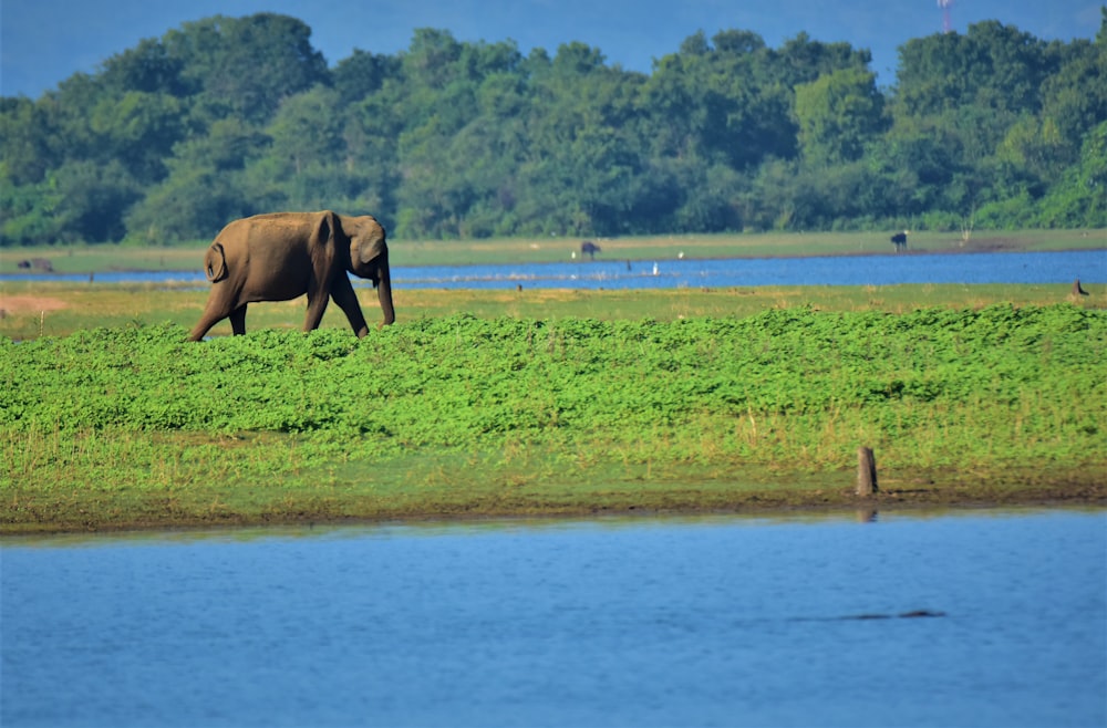 a large elephant walking across a lush green field