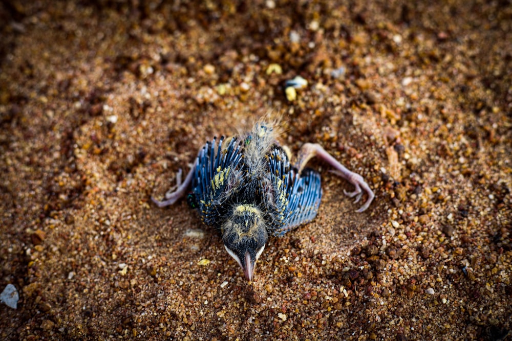 a dead bird laying on the ground covered in dirt