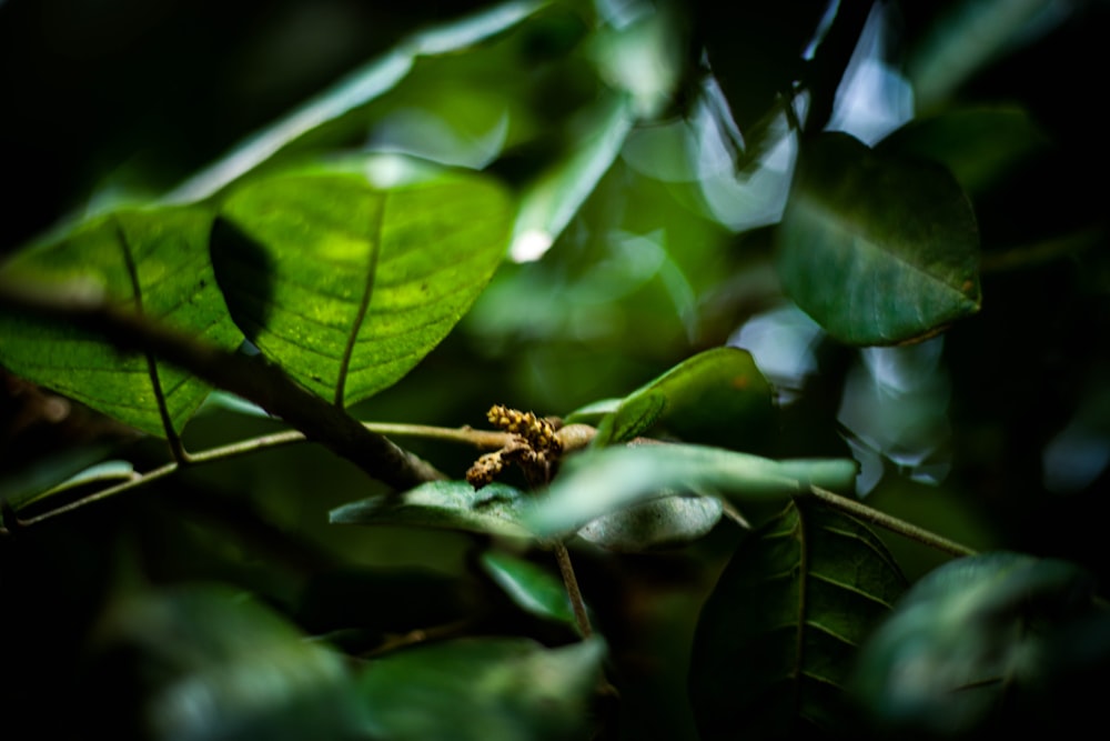 a close up of a leaf on a tree