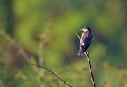 a small bird perched on top of a tree branch