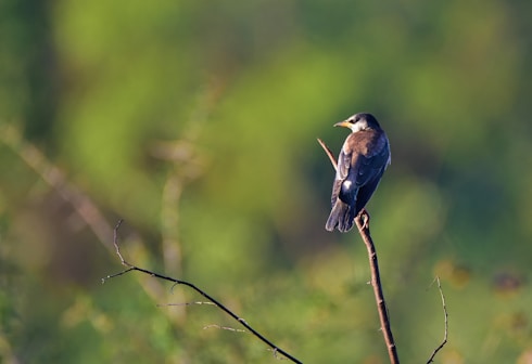a small bird perched on top of a tree branch