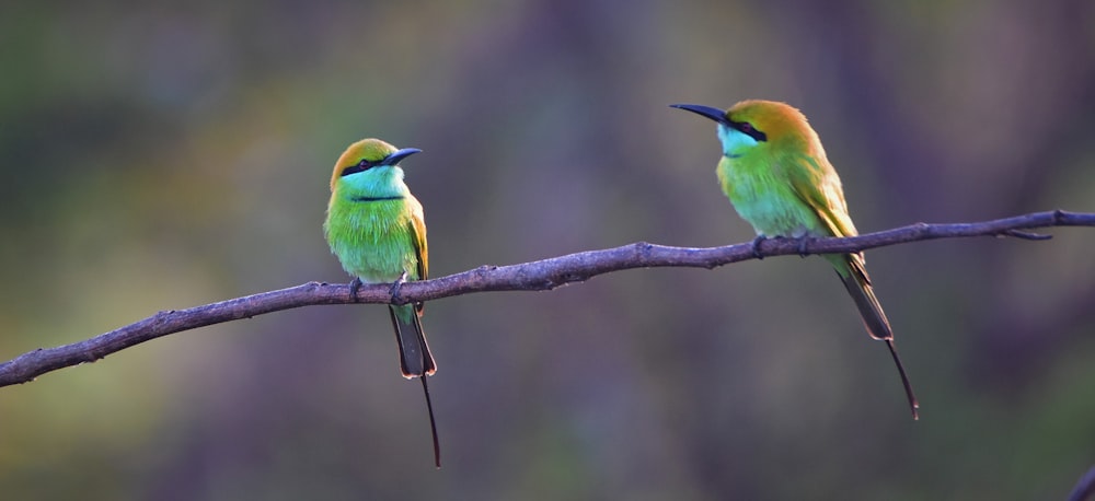 two small birds perched on a branch