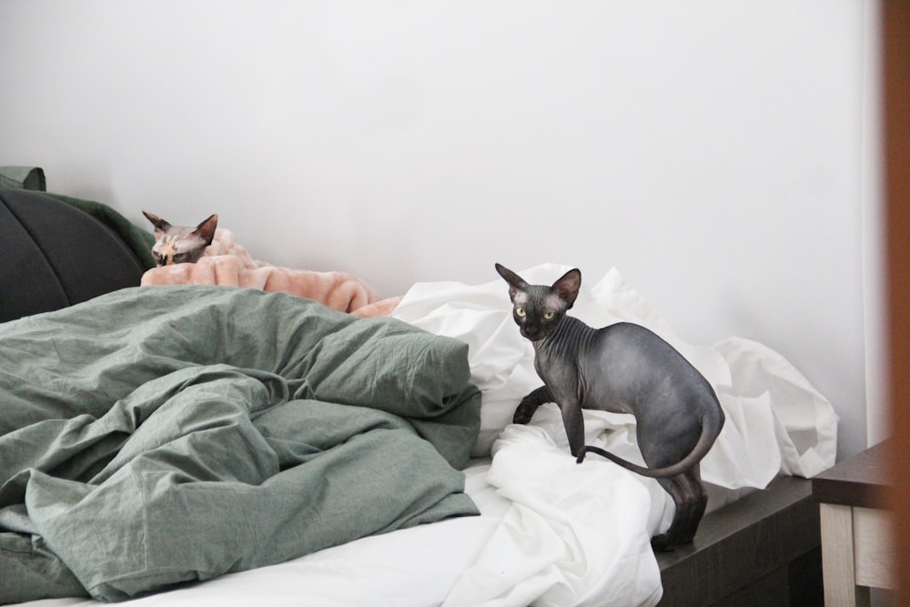 a cat standing on top of a bed next to a pillow