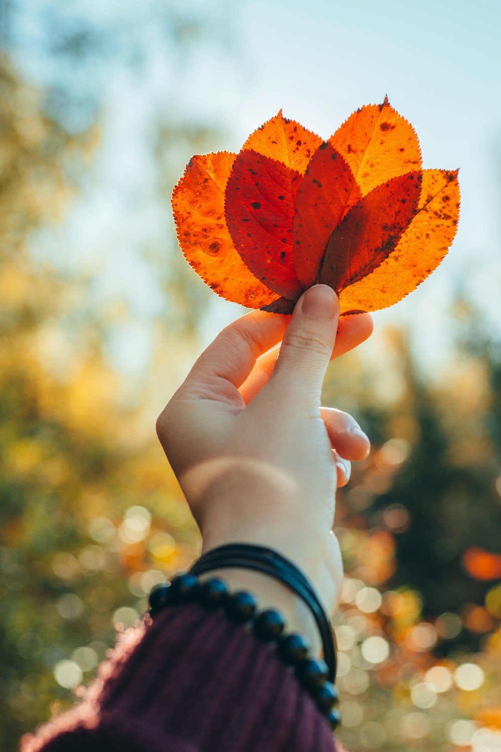 a person holding a leaf in their hand