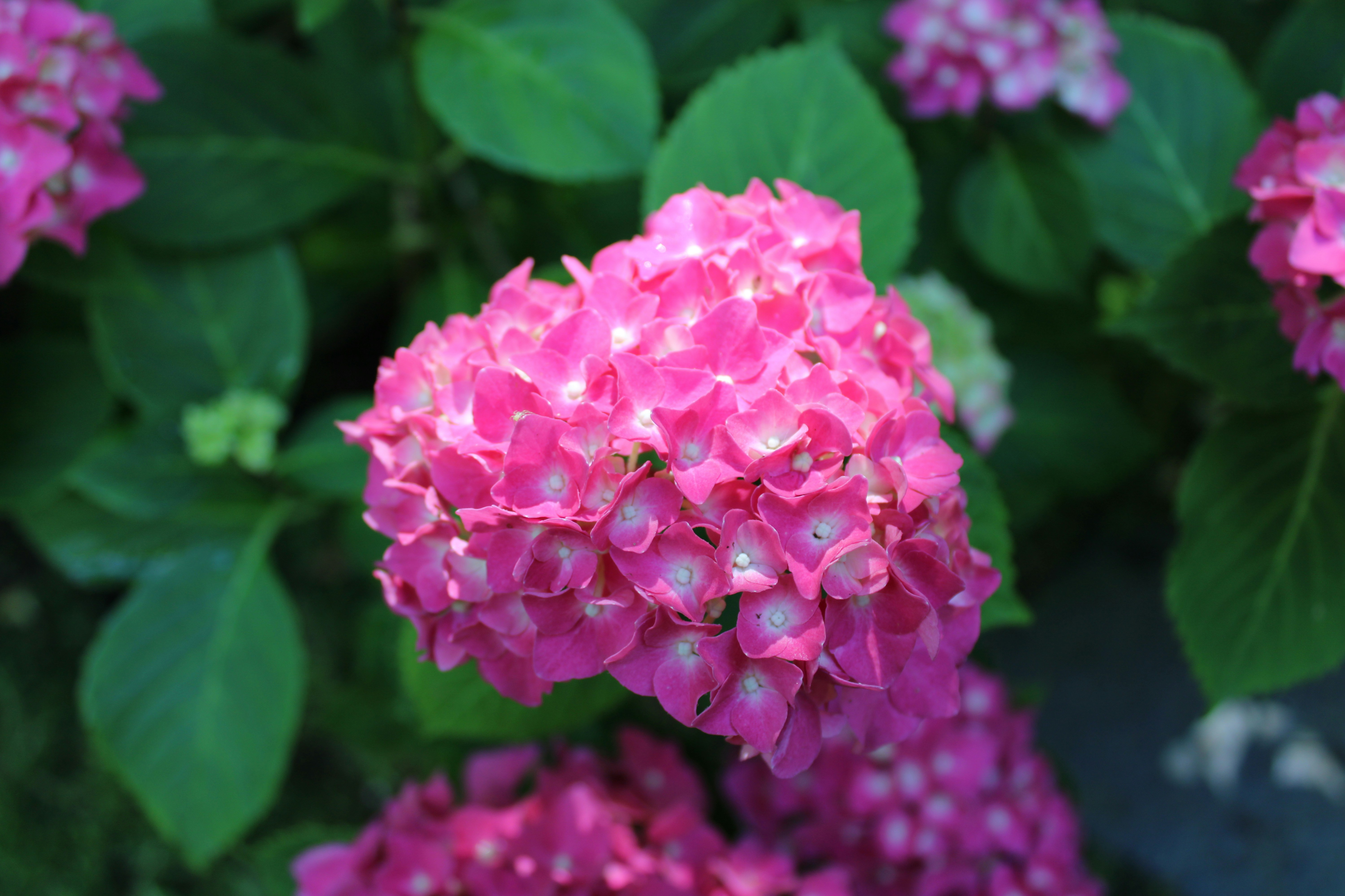 Photo by starbutterfly