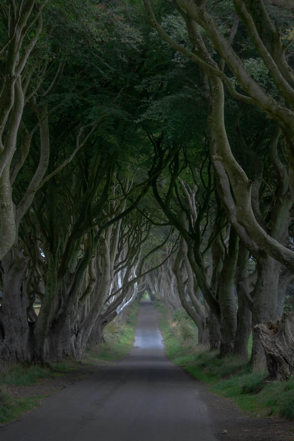 a road lined with trees and grass next to a forest