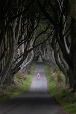a road lined with trees with a person on a bike